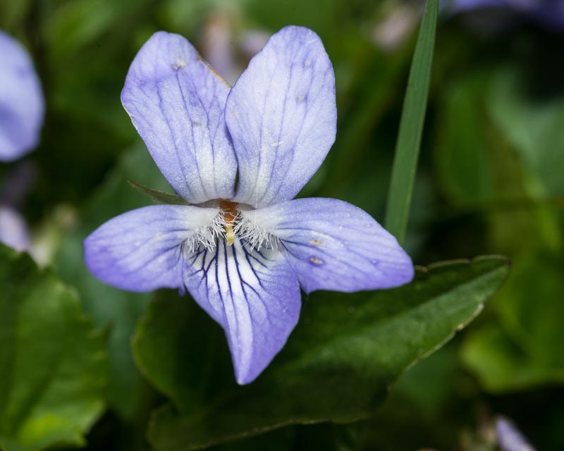 Viola in Appennino - Viola riviniana o V. canina?